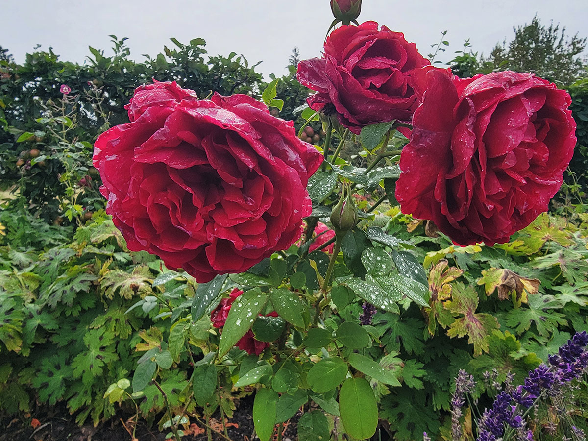 Sc