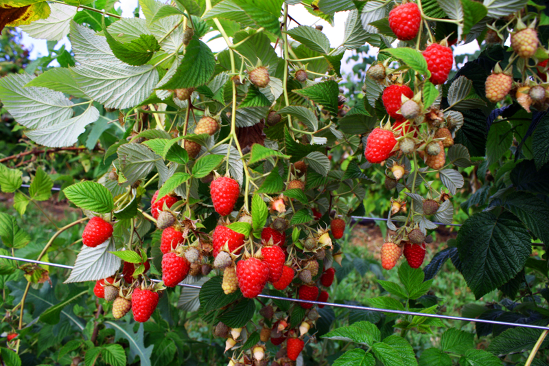 cherries3
