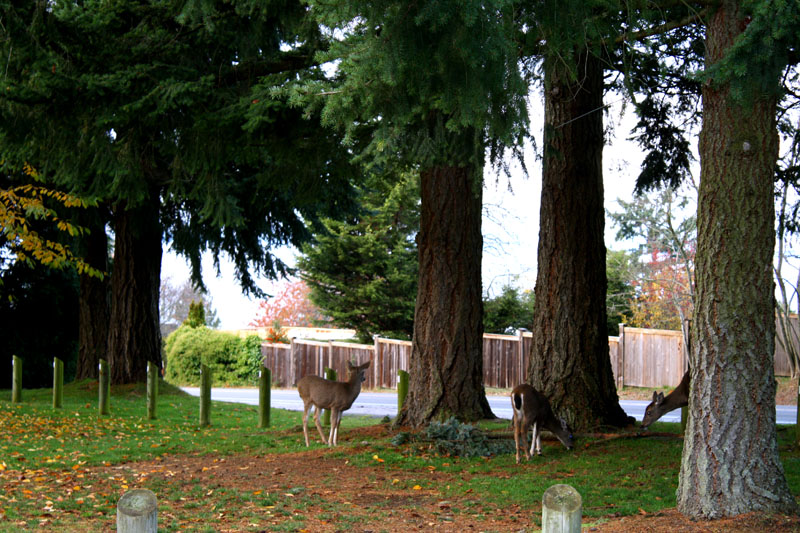 deers1