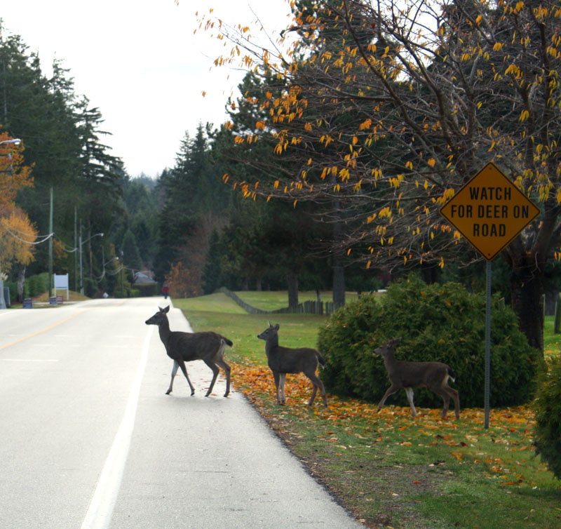 deers2