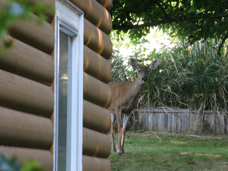elk