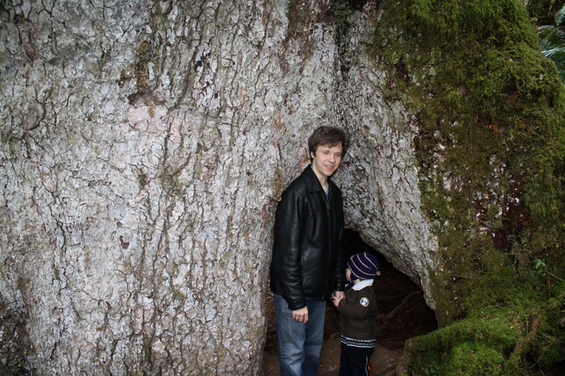 gianttree