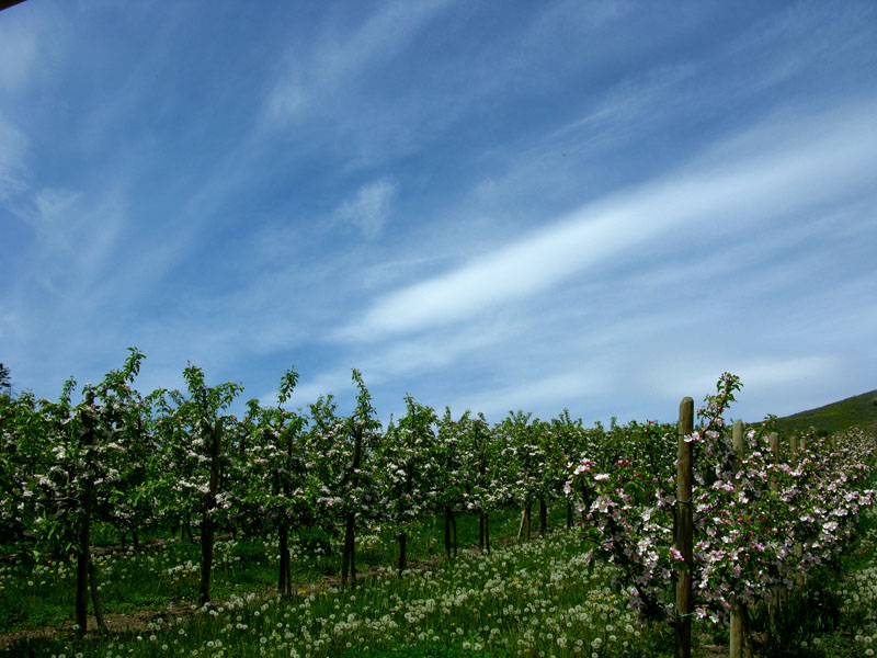 grapes