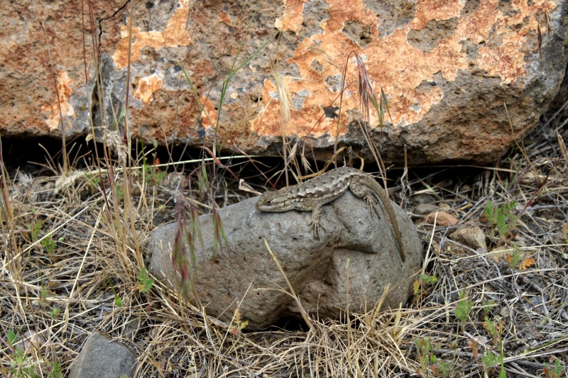 lizard
