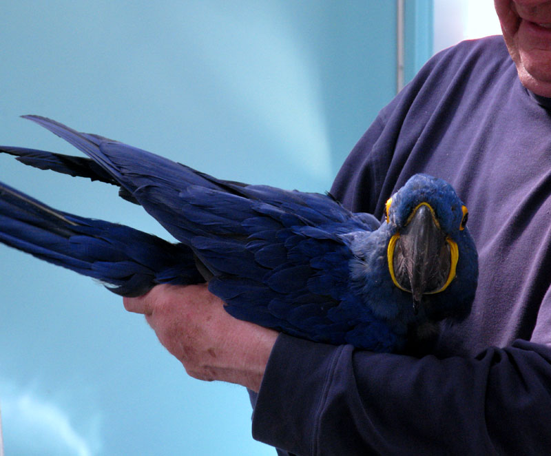 parrot