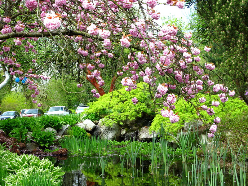 rododendron