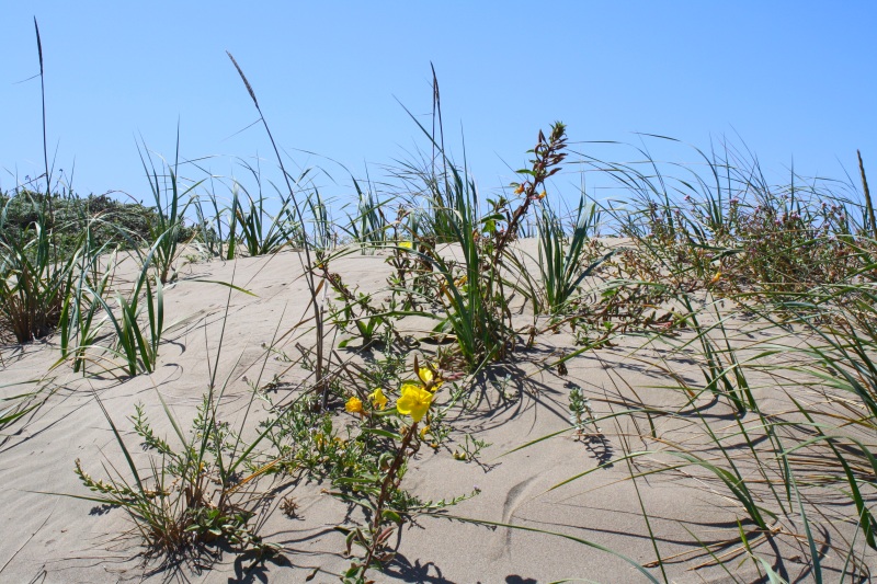 sandca2
