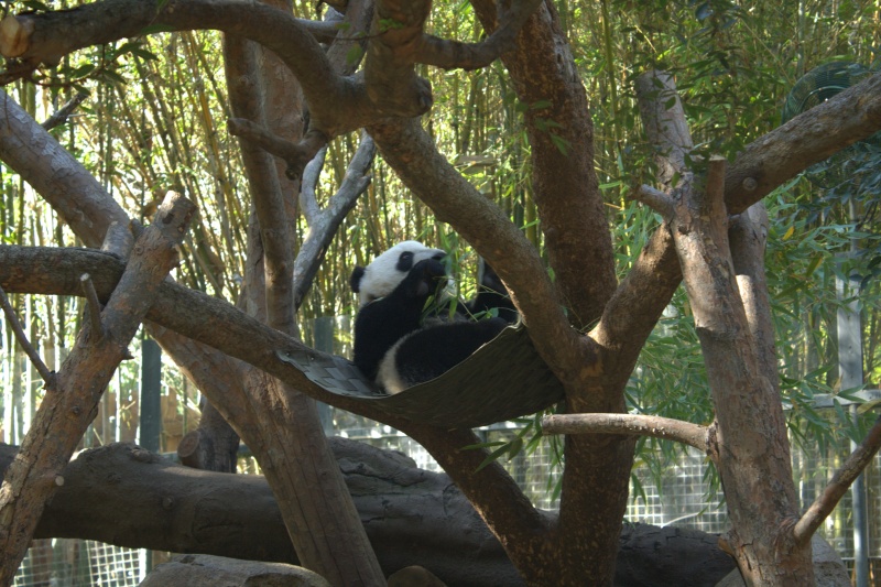 sdpanda2