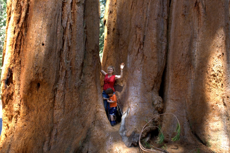 sequoia1