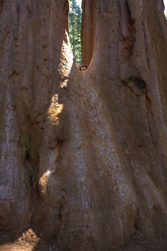 sequoia2