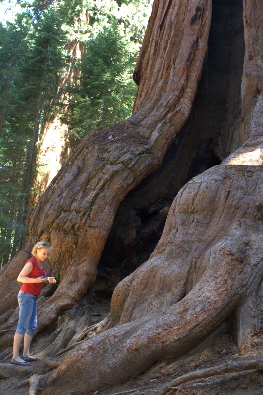 sequoia3