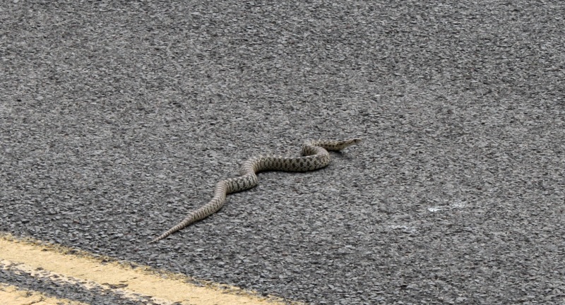 snake