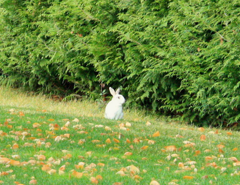 sparabbit