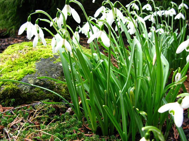 spring