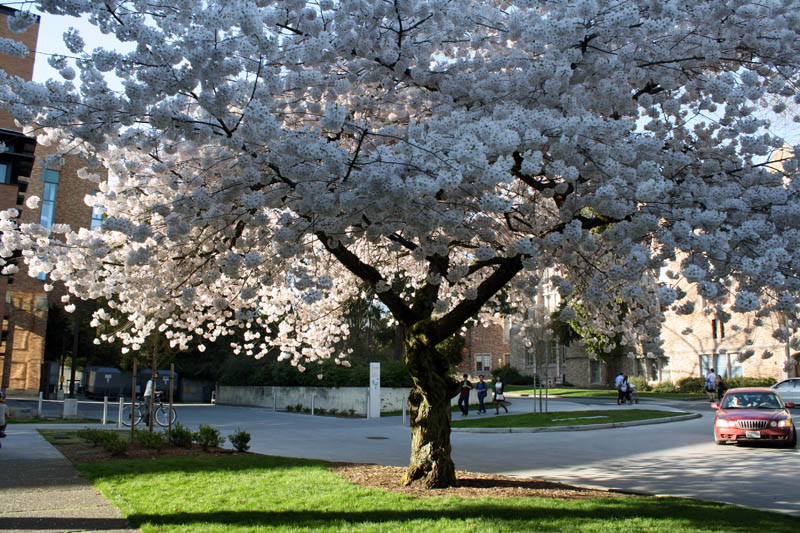 spring137