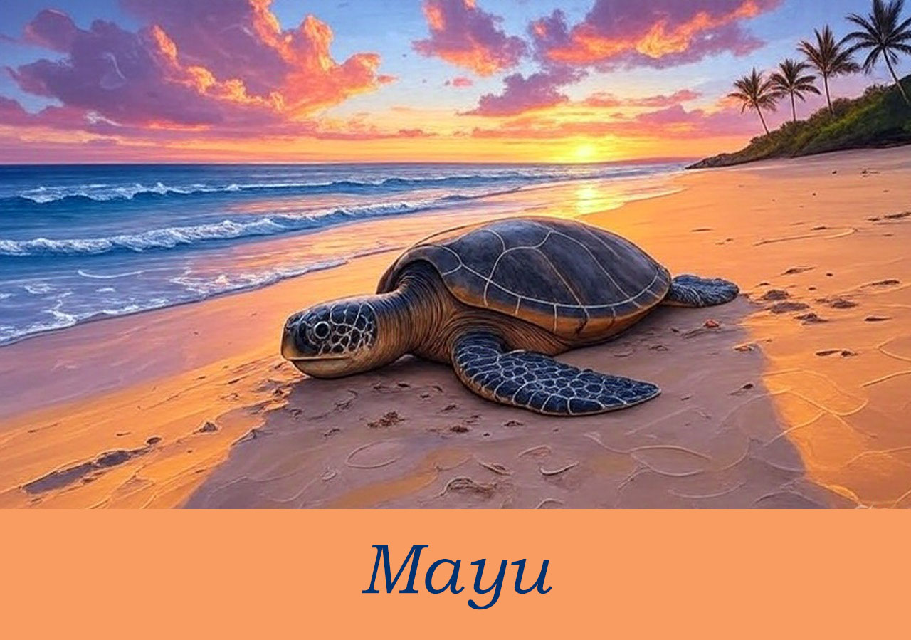 Мауи