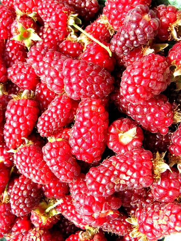 toyberry