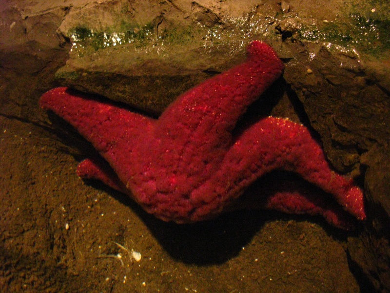 undersea2